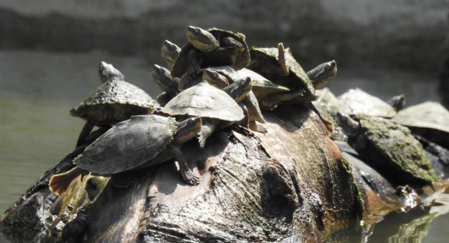 Turtle Wildlife Sanctuary, Varanasi, Uttar Pradesh - Vushii.com Turtle Wildlife Sanctuary, Varanasi, Uttar Pradesh - Vushii.com